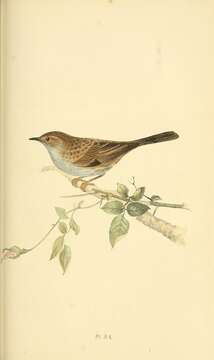 Image of Dunnock