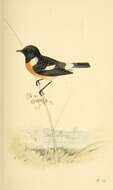 Image of European Stonechat