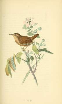 Image of Eurasian Wren