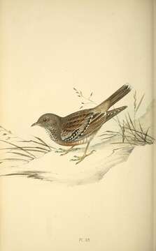 Image of Alpine Accentor