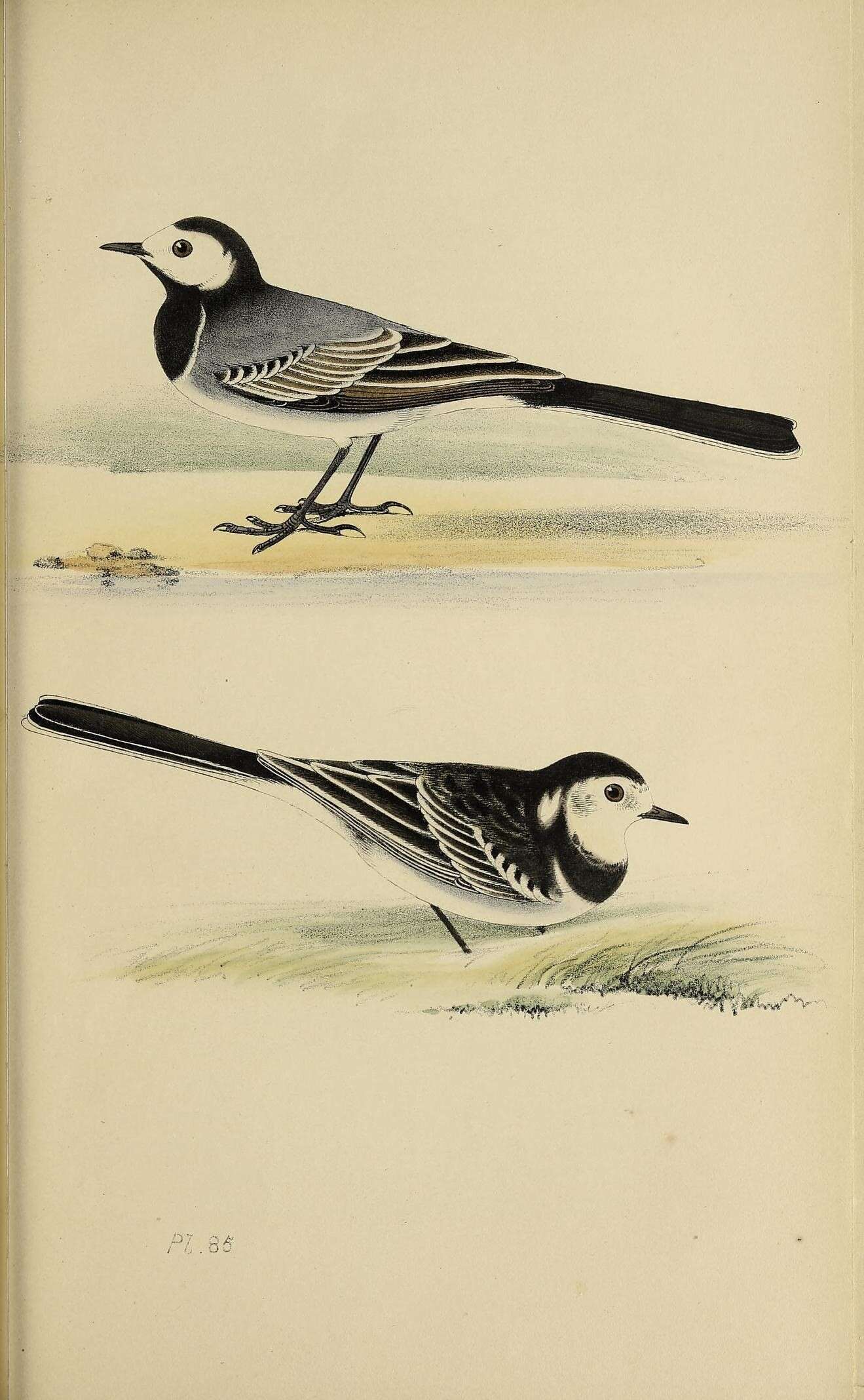 Image of Pied Wagtail and White Wagtail