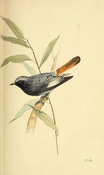 Image of Black Redstart