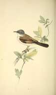 Image de Curruca communis communis (Latham 1787)