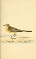 صورة Motacilla flava flavissima (Blyth 1834)