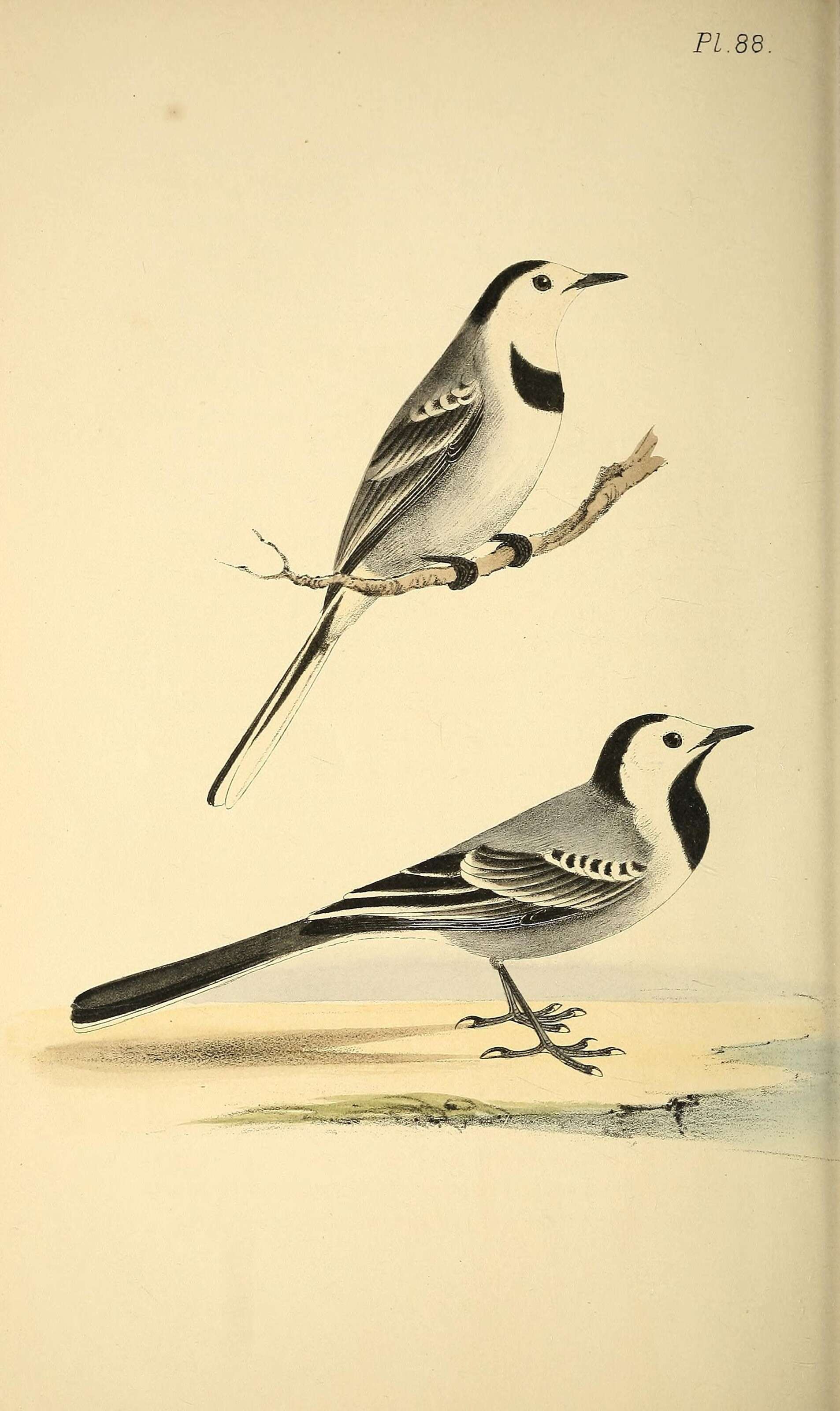 Image of Pied Wagtail and White Wagtail