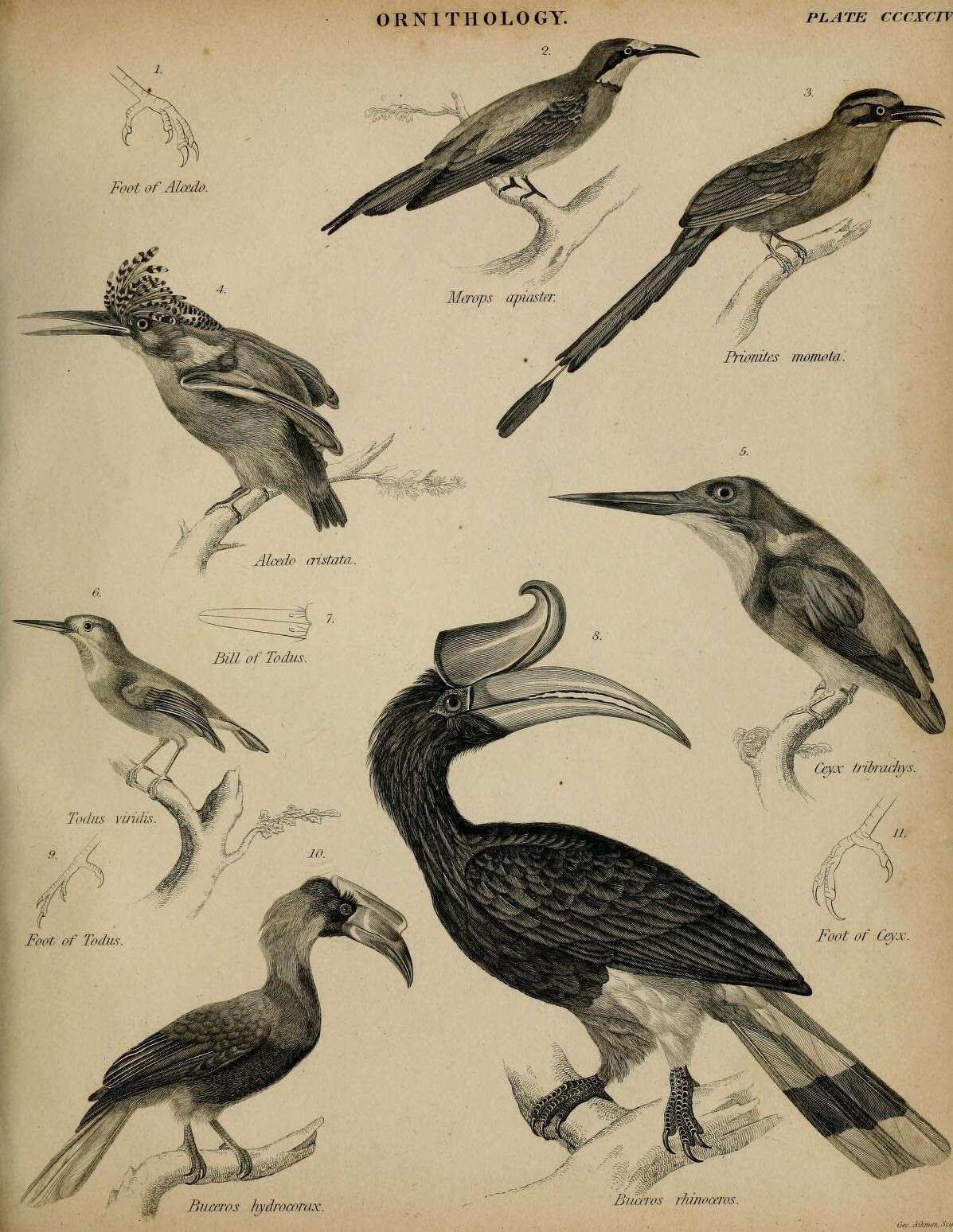 Image of kingfishers and relatives