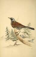 Image of Fieldfare