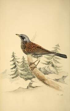 Image of Fieldfare