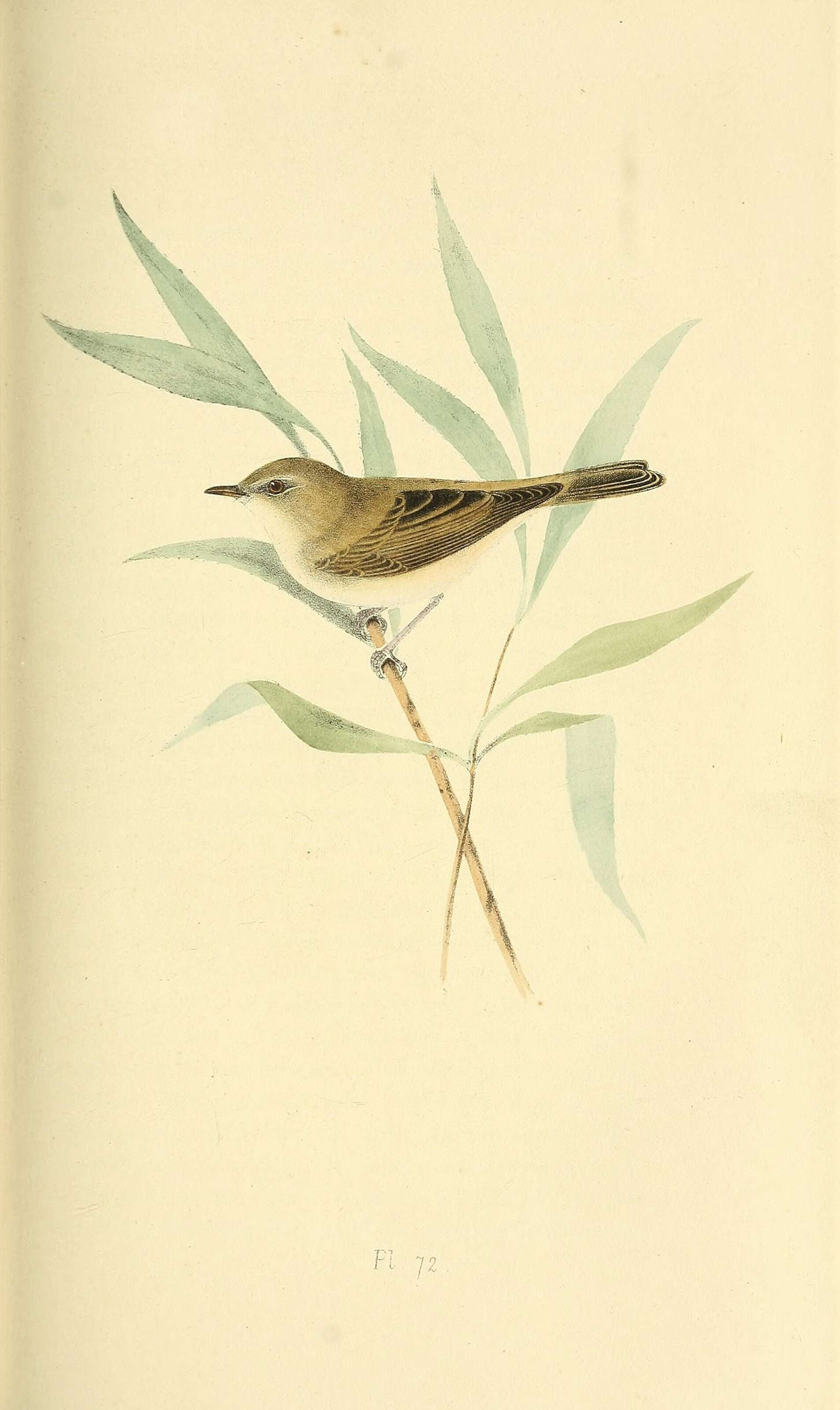 Image of Willow Warbler