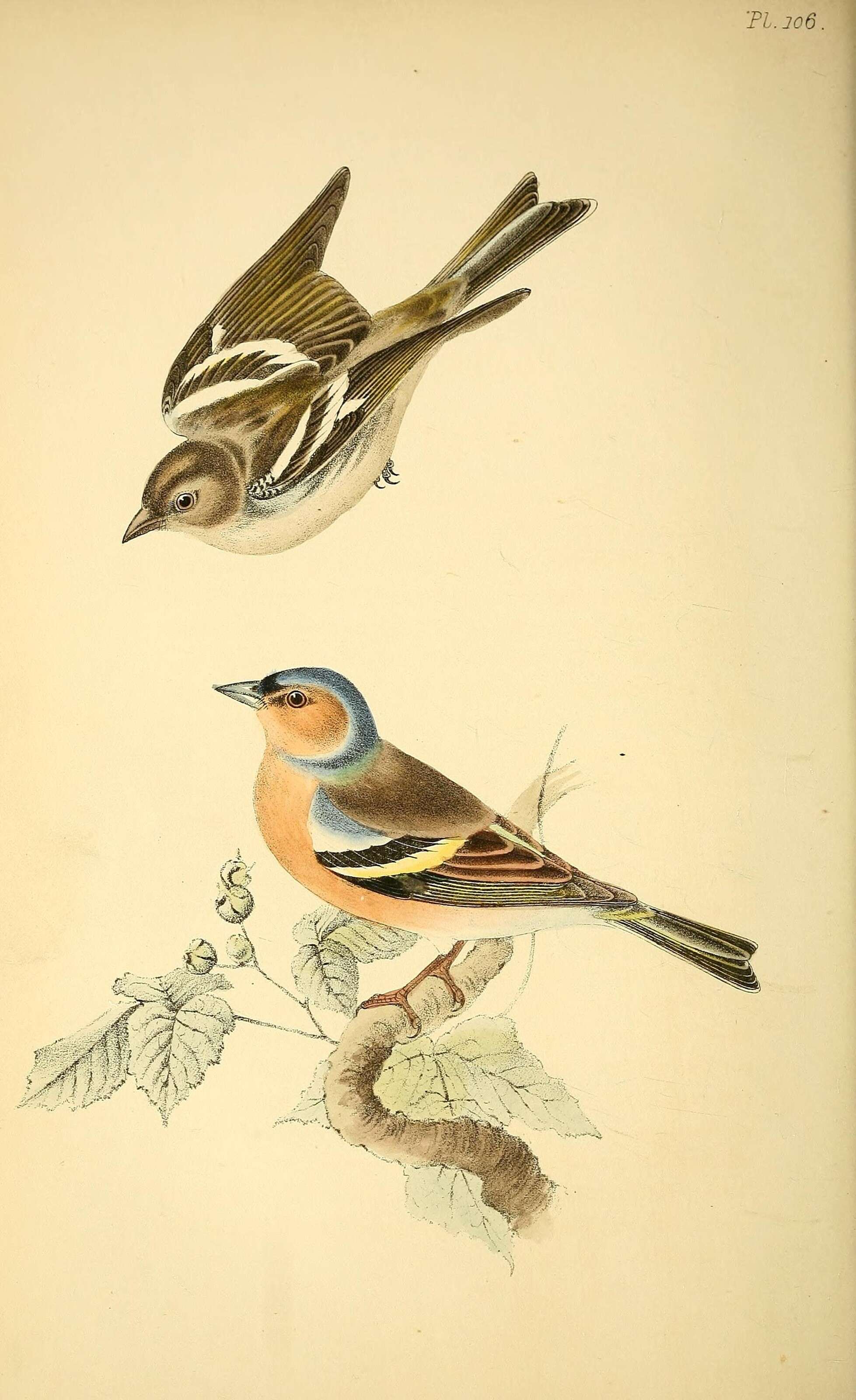 Image of Fringilla Linnaeus 1758