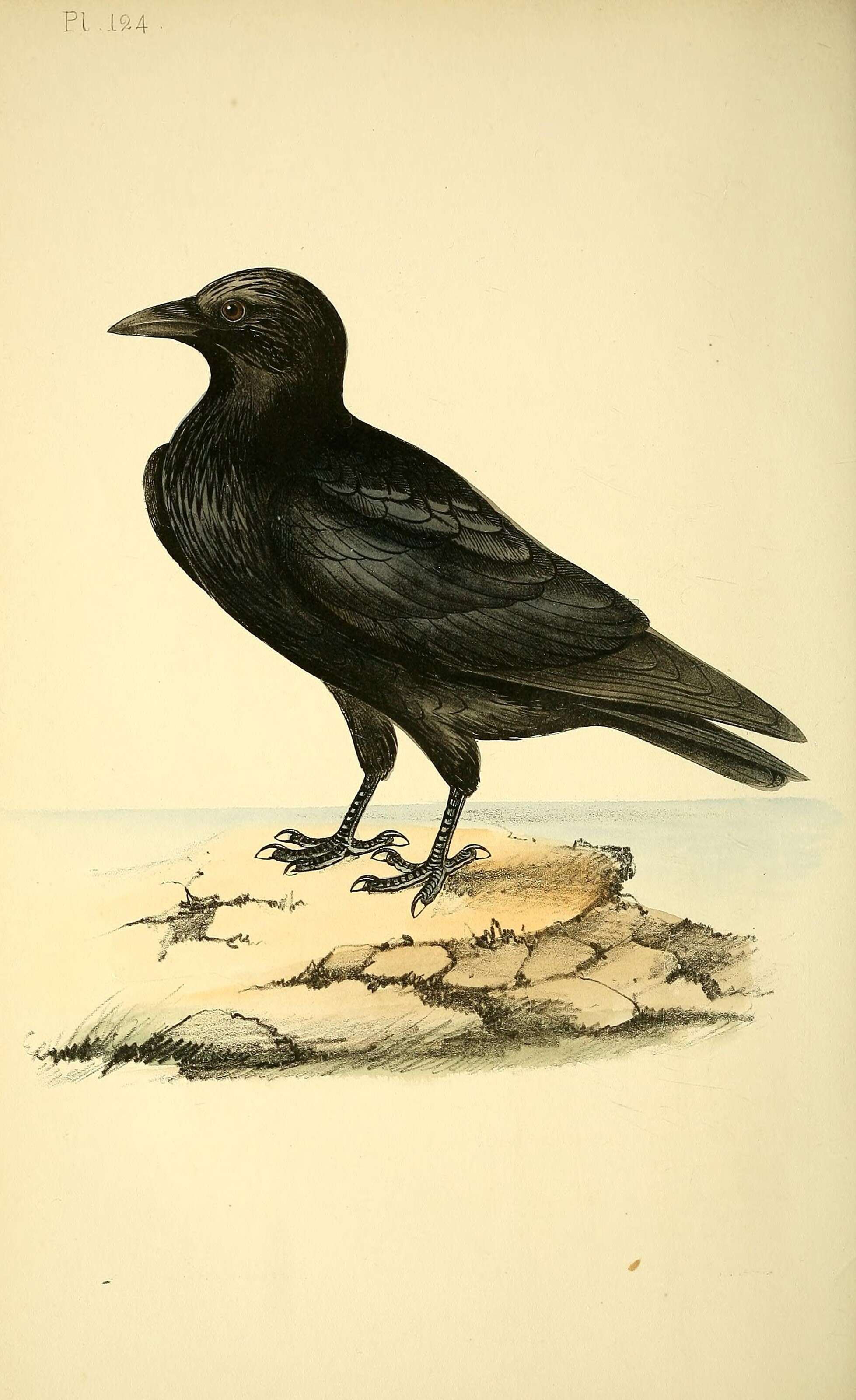 Image of Northern Raven