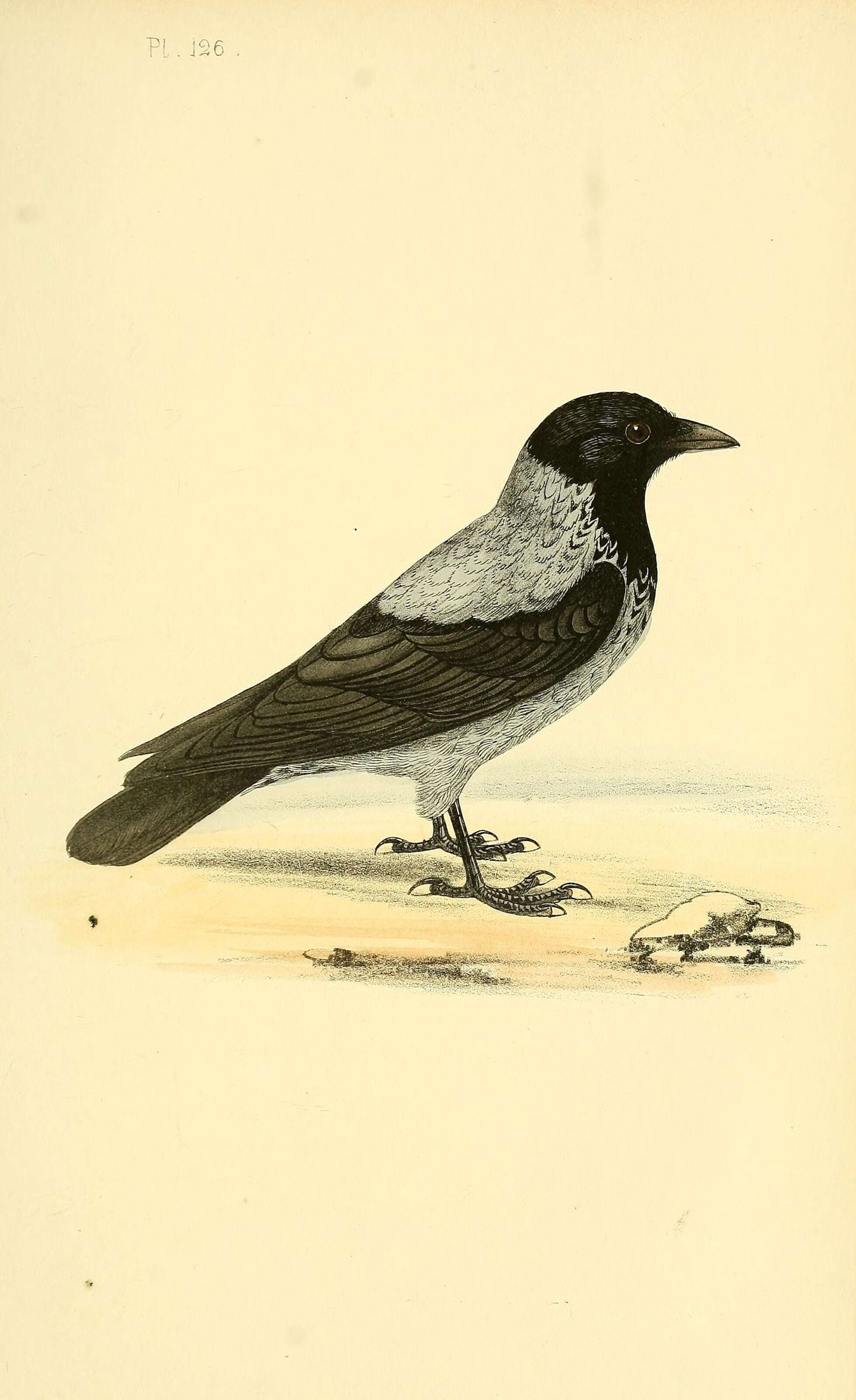 Image of Hooded Crow