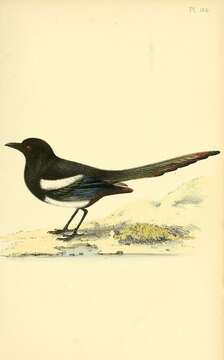 Image of magpie