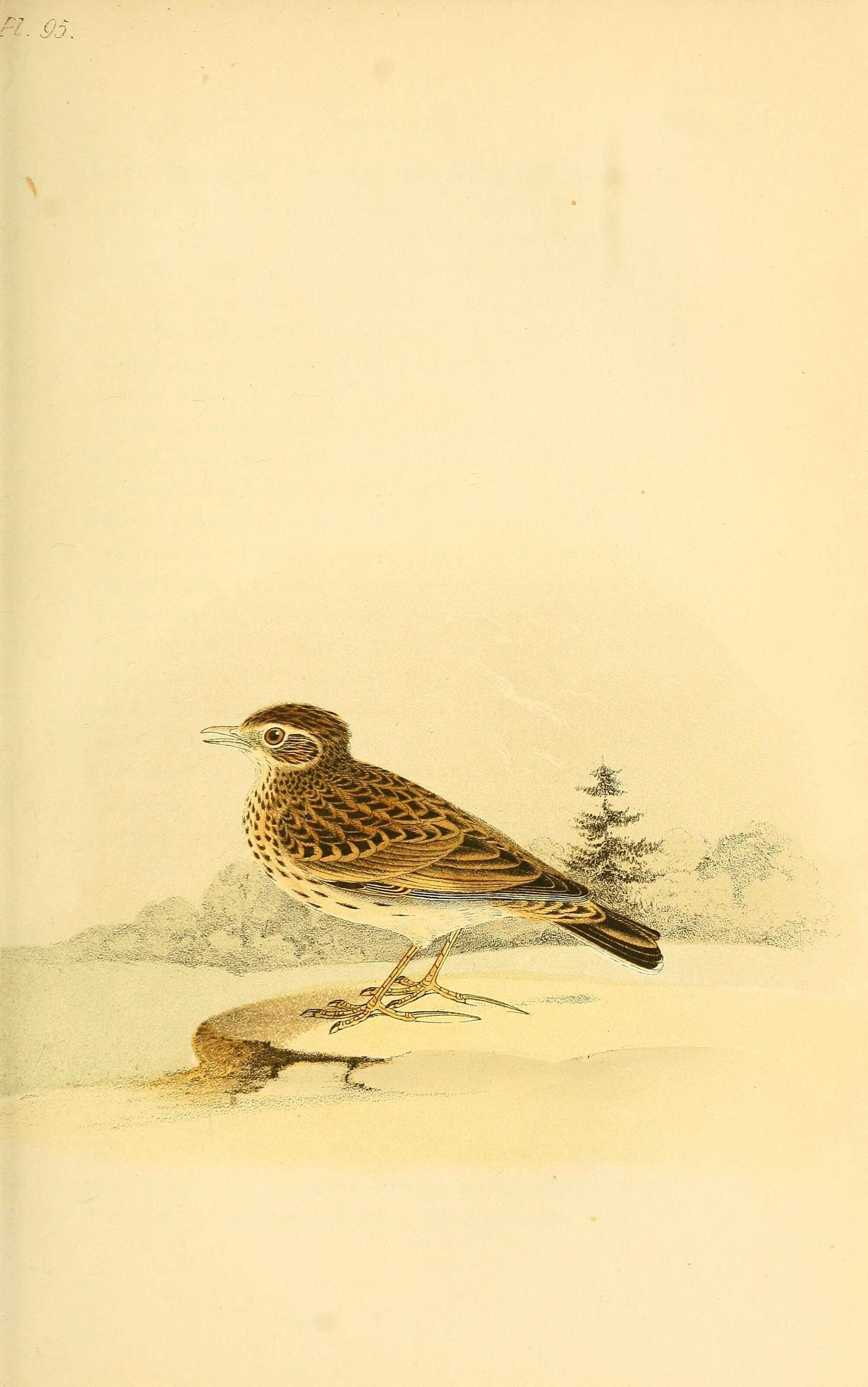 Image of Lullula Kaup 1829