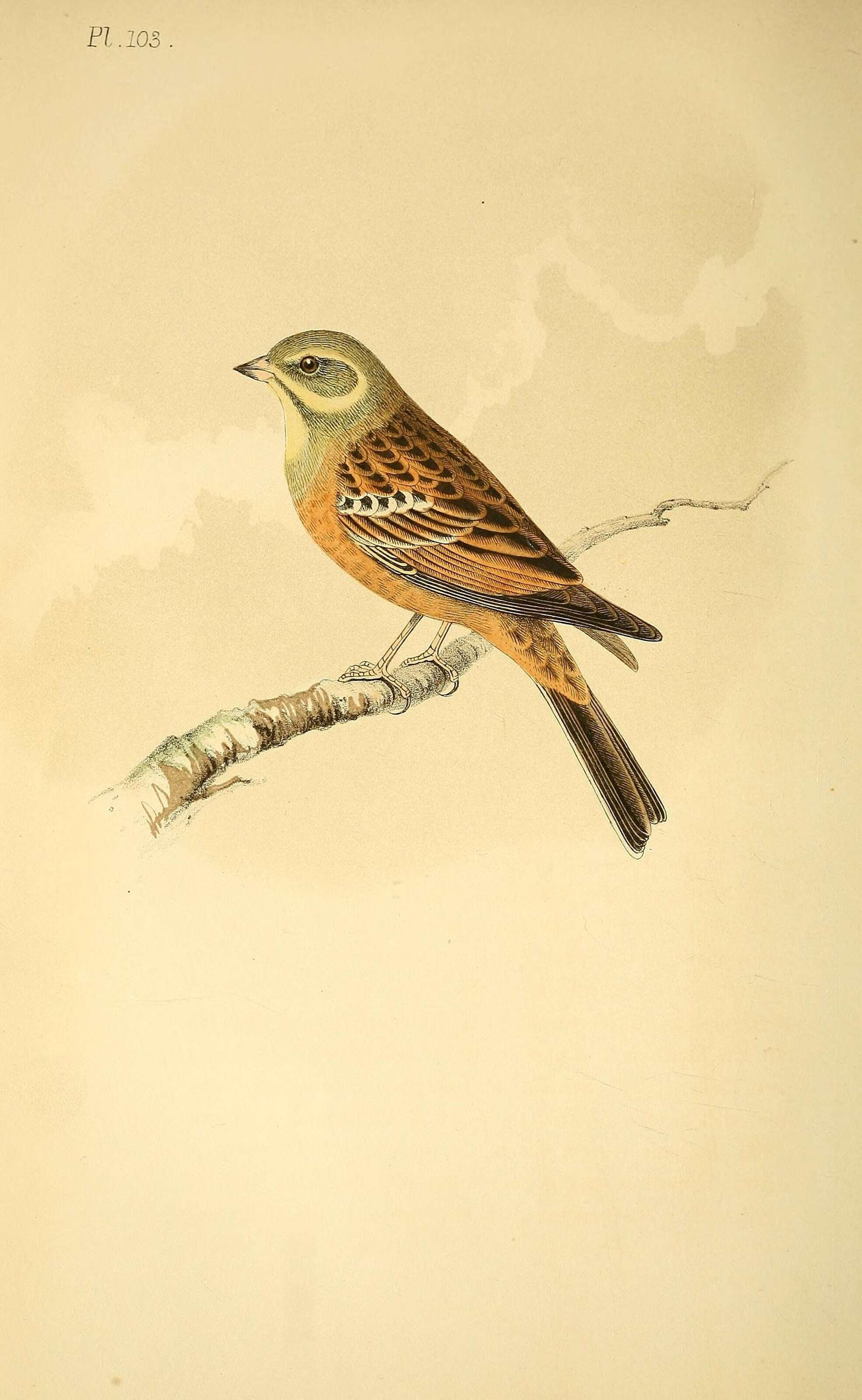 Image of Ortolan Bunting