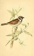 Image of Eurasian Tree Sparrow