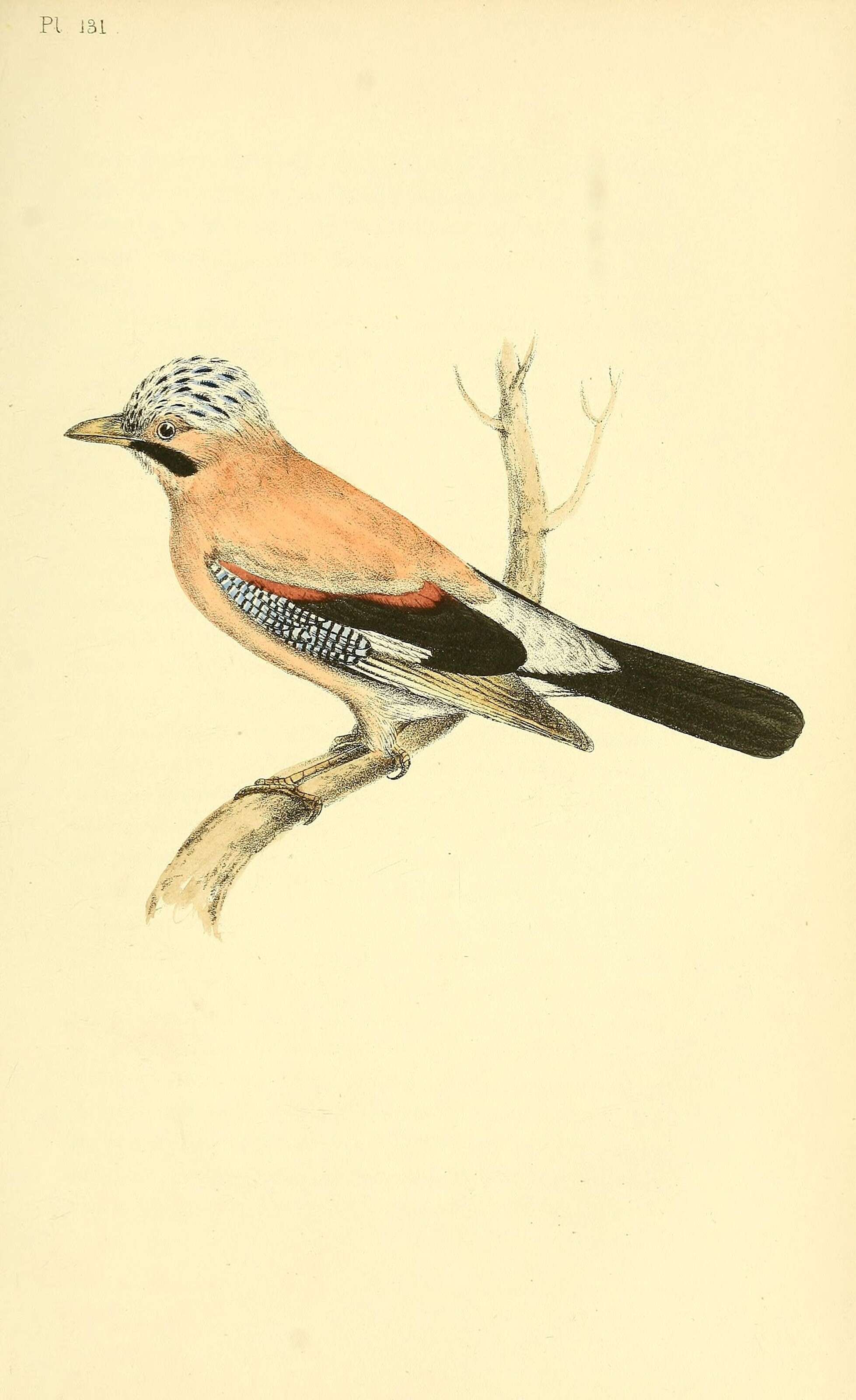 Image of Garrulus Brisson 1760