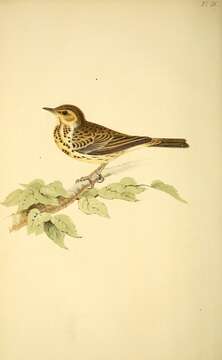 Image de Pipit des arbres