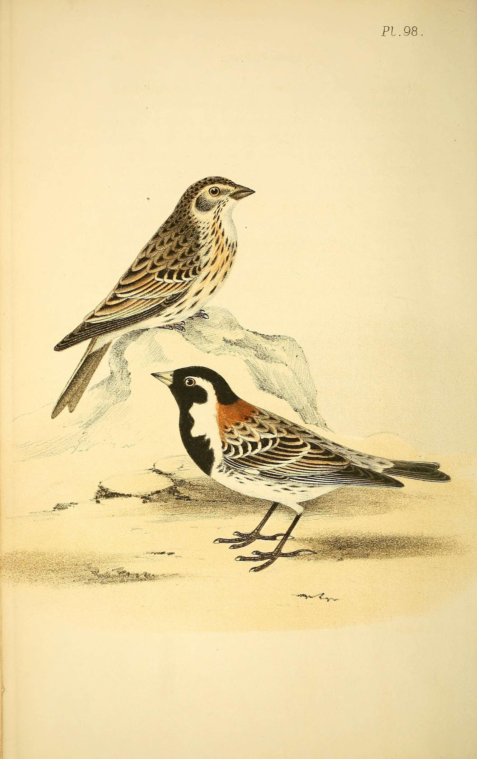 Image of Calcarius Bechstein 1802