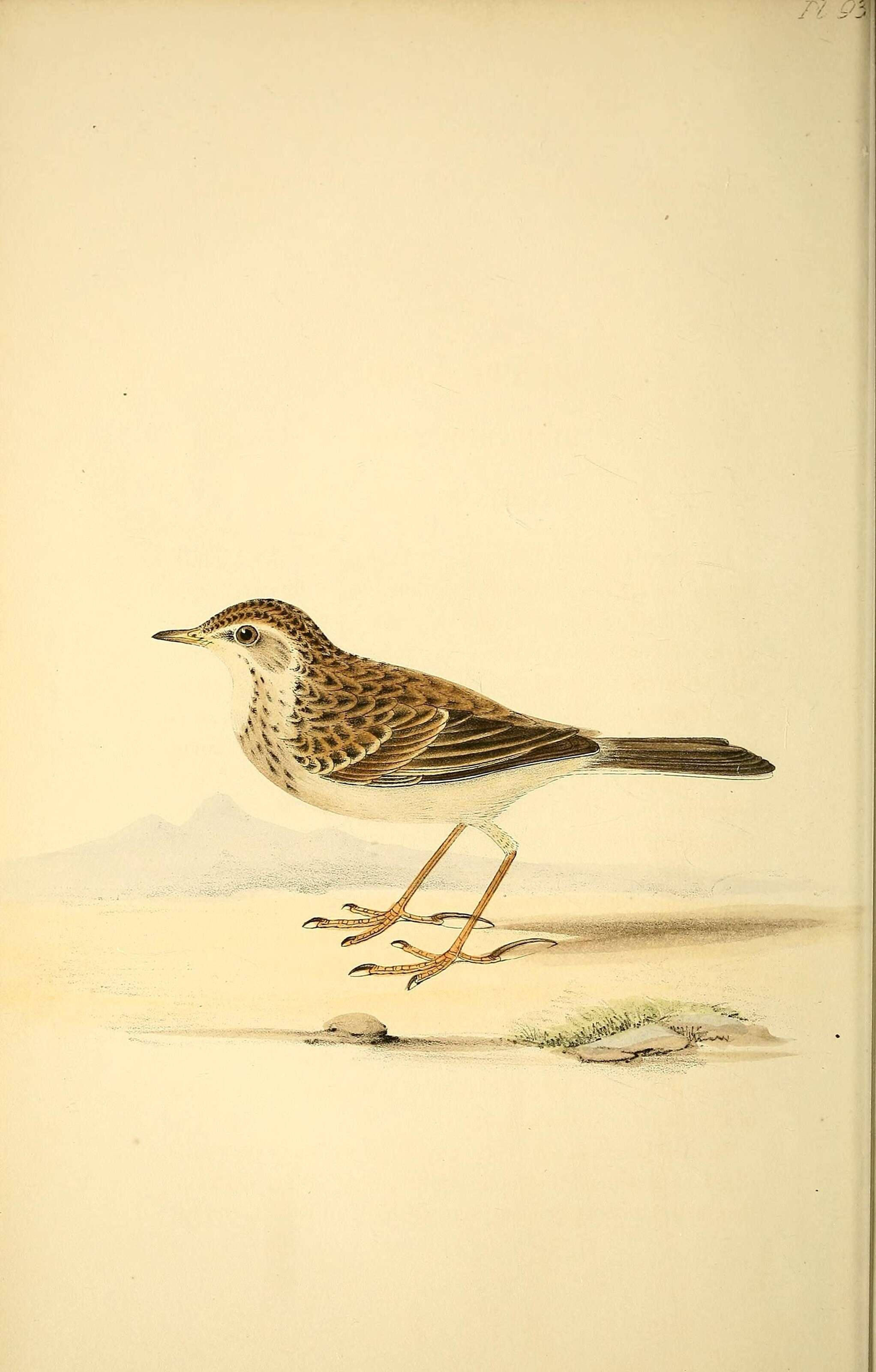 Image of Richard's Pipit