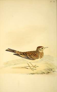 Image of Skylark