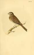 Image of Corn Bunting