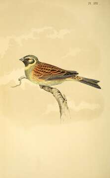 Image of Cirl Bunting