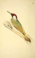 Image of Eurasian Green Woodpecker