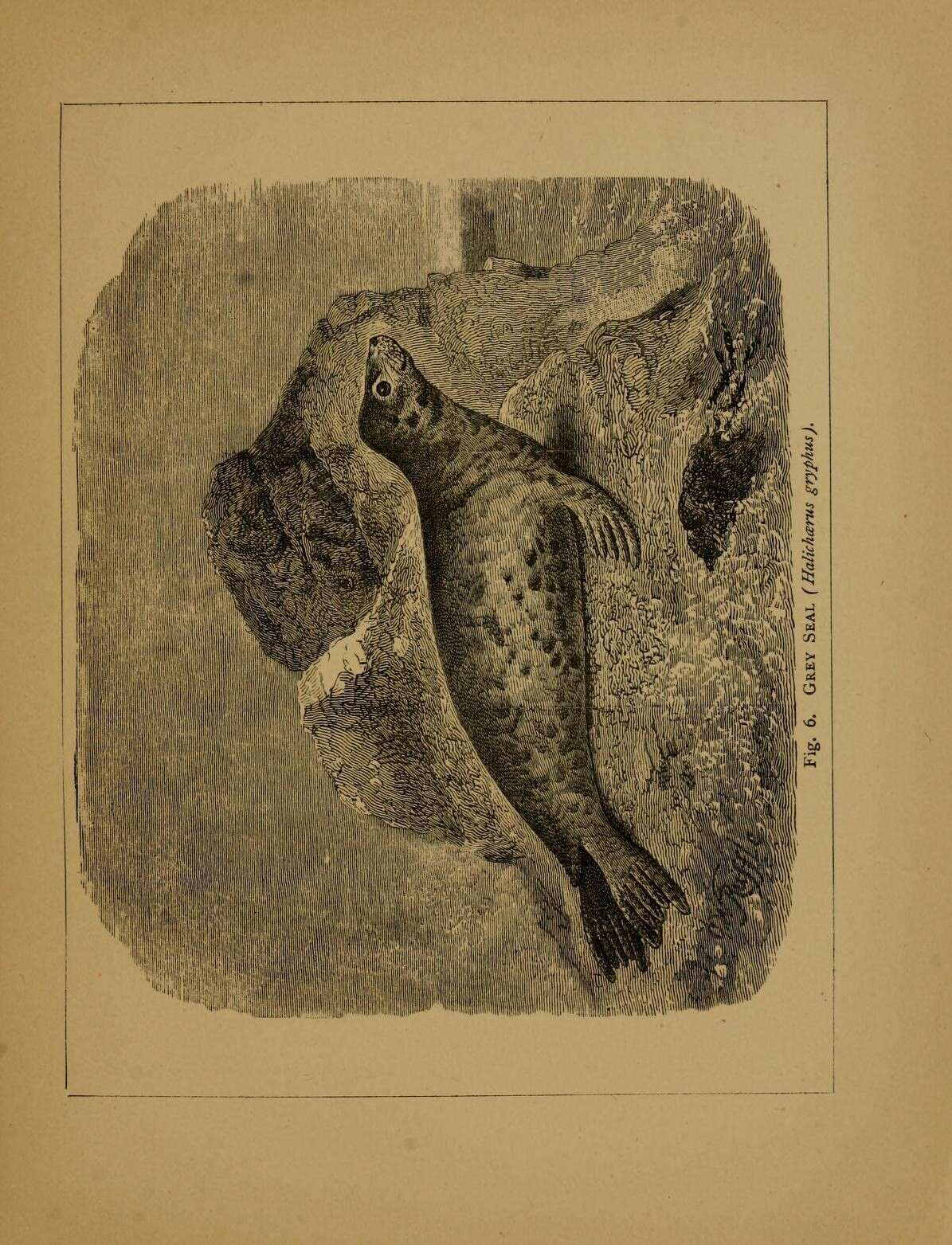 Image of Halichoerus Nilsson 1820