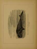 Image of Black Right Whale