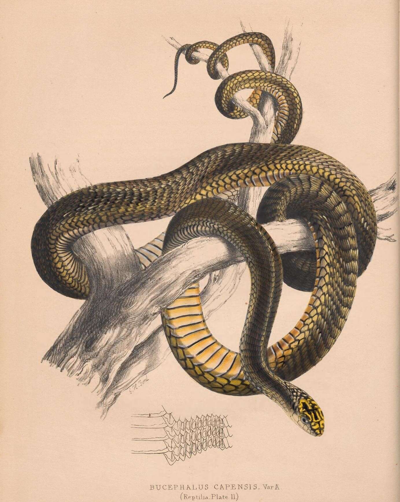 Image of Dispholidus Duvernoy 1832