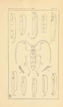 Image of long-horned beetles