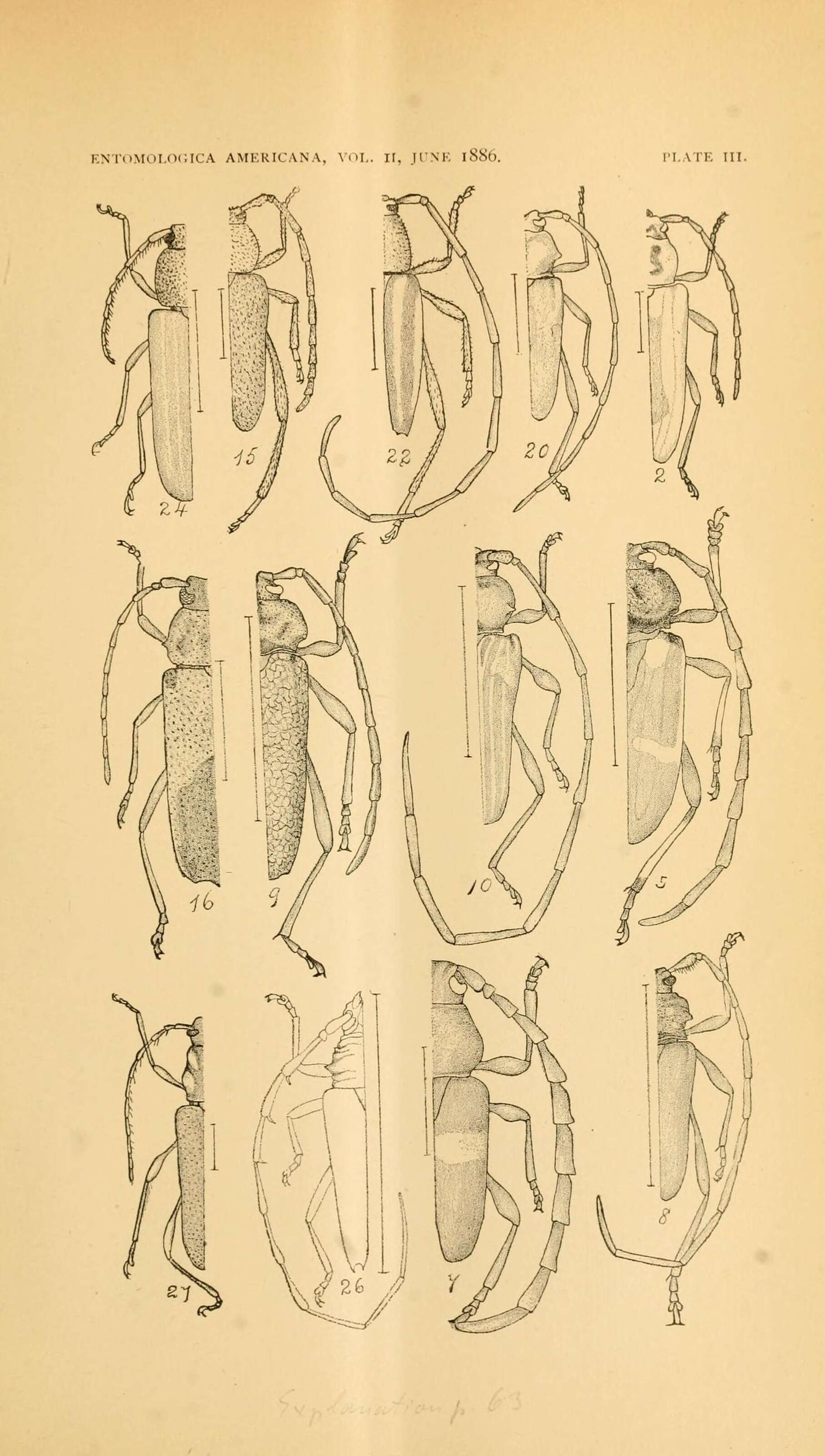 Image of long-horned beetles