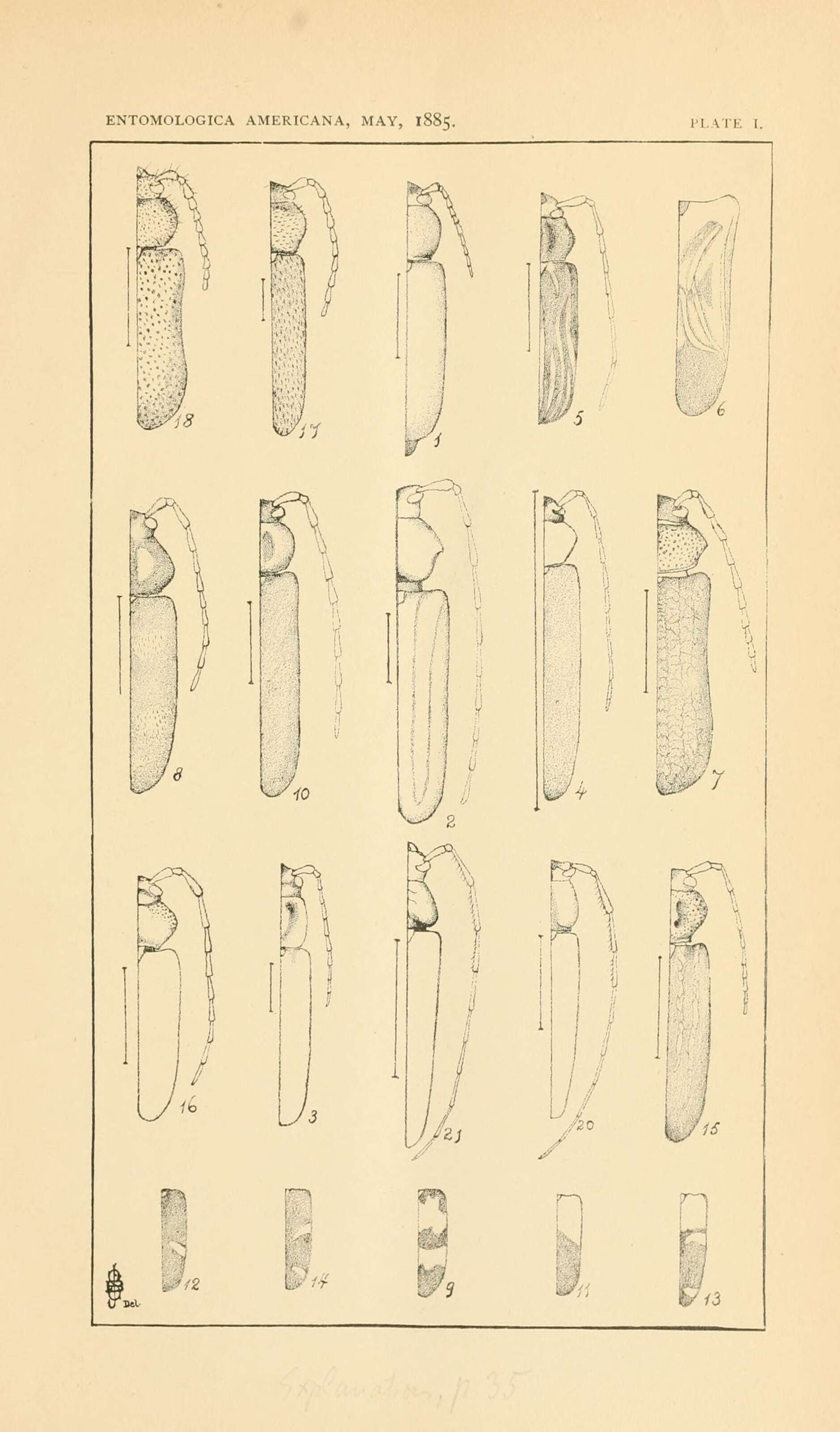 Cerambycidae resmi