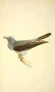 Image of Common Cuckoo