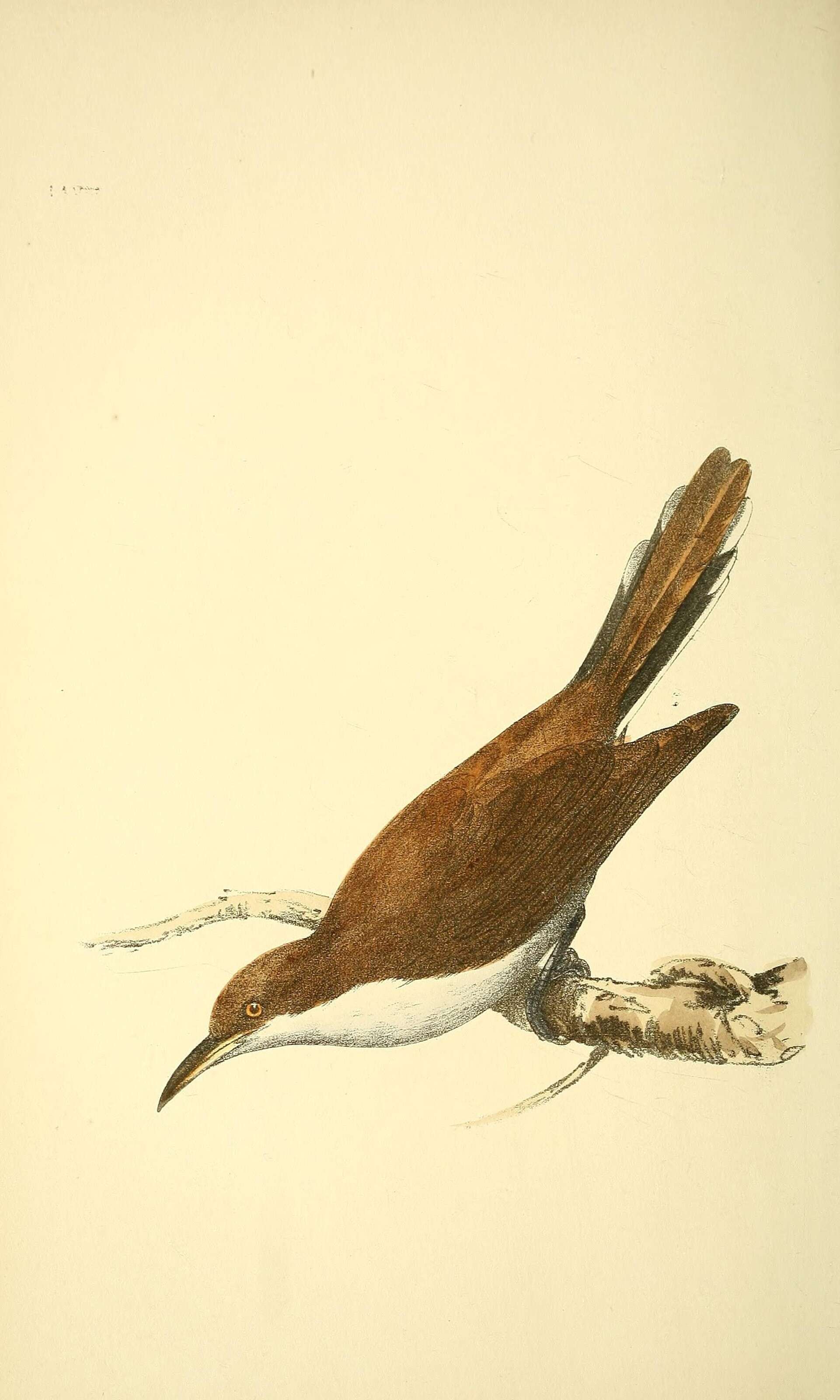 Image of Yellow-billed Cuckoo