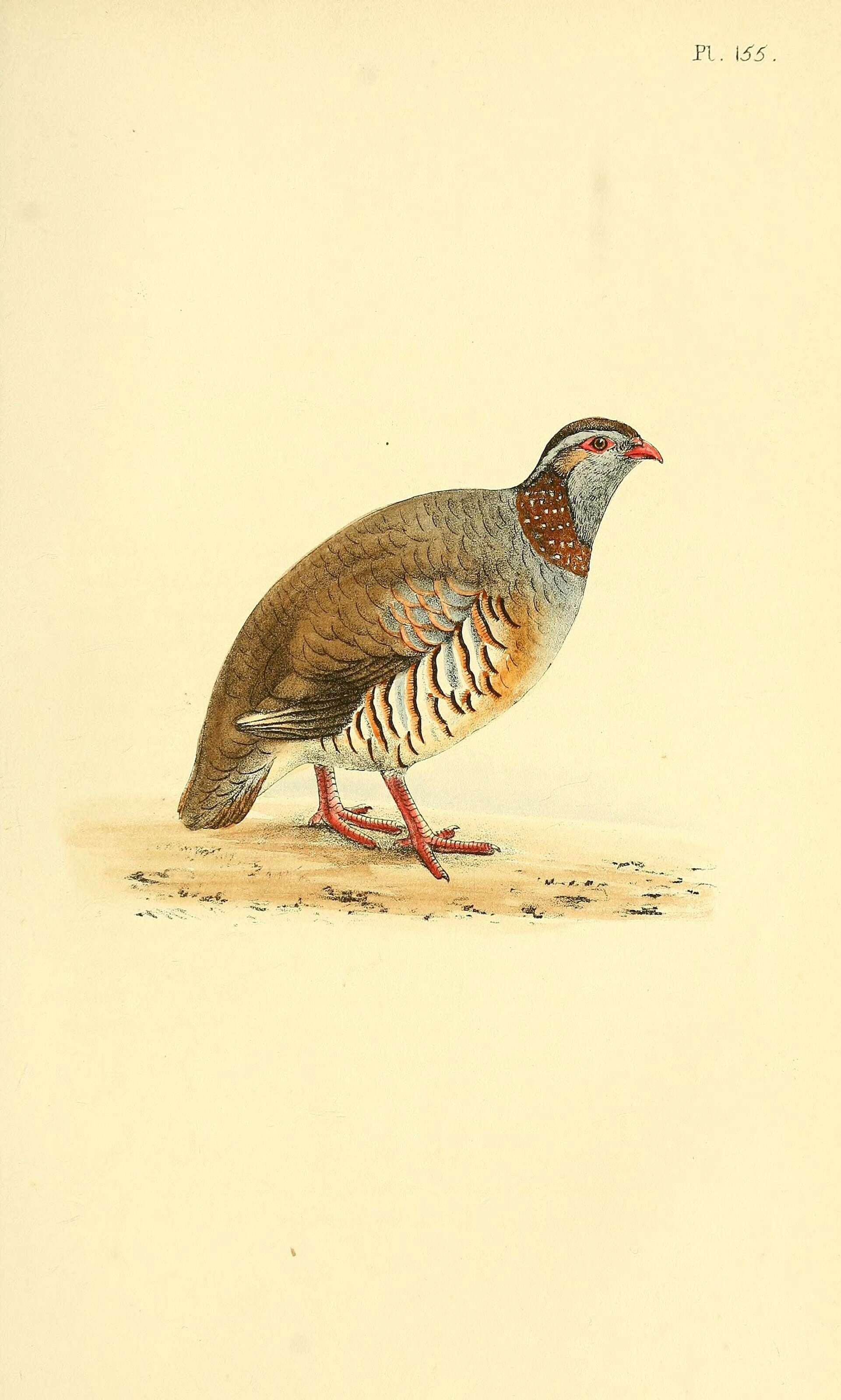 Image of Barbary Partridge