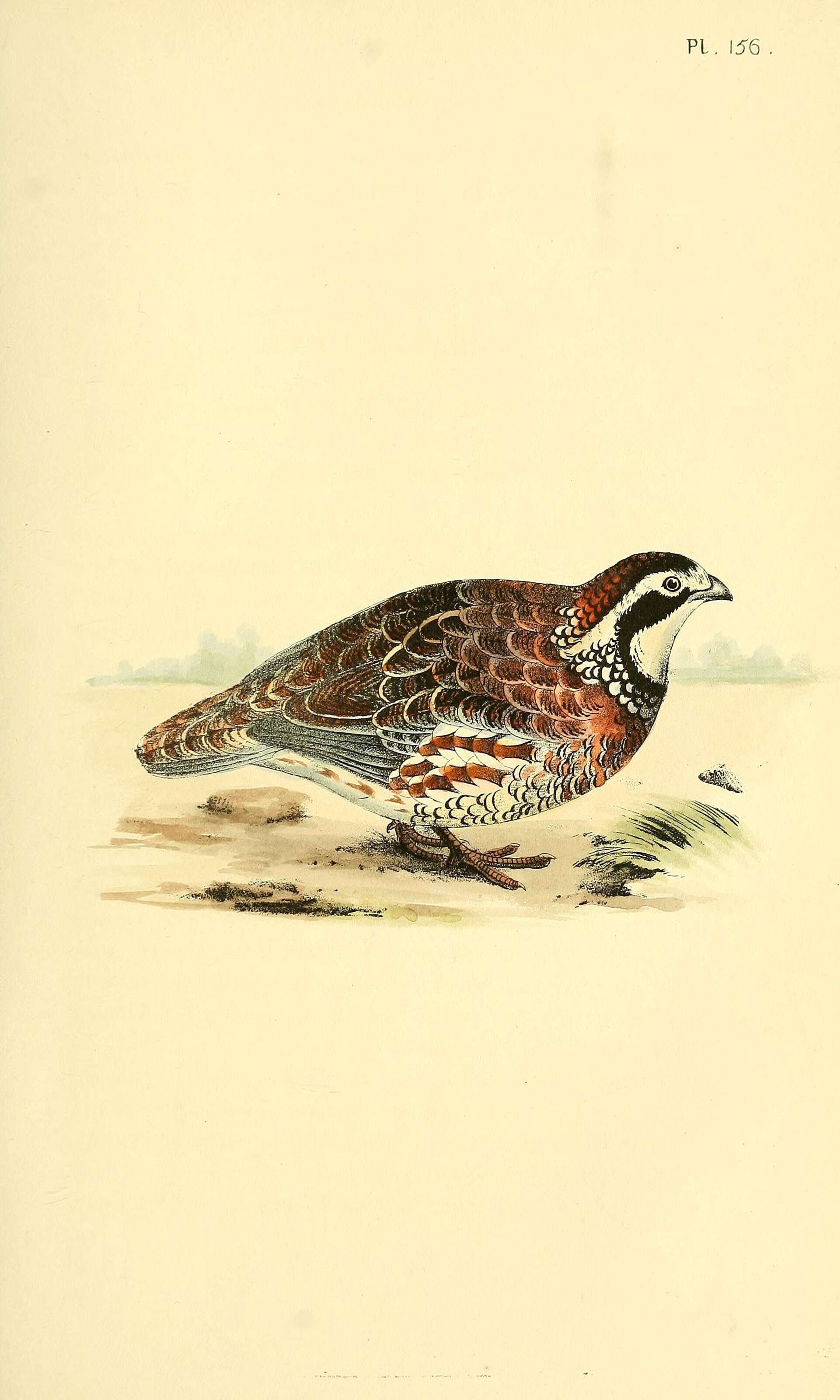 Image of Colinus Goldfuss 1820