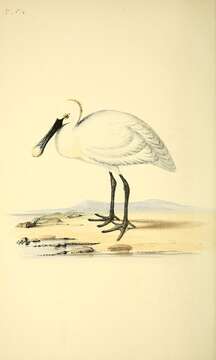 Image of spoonbill, eurasian spoonbill