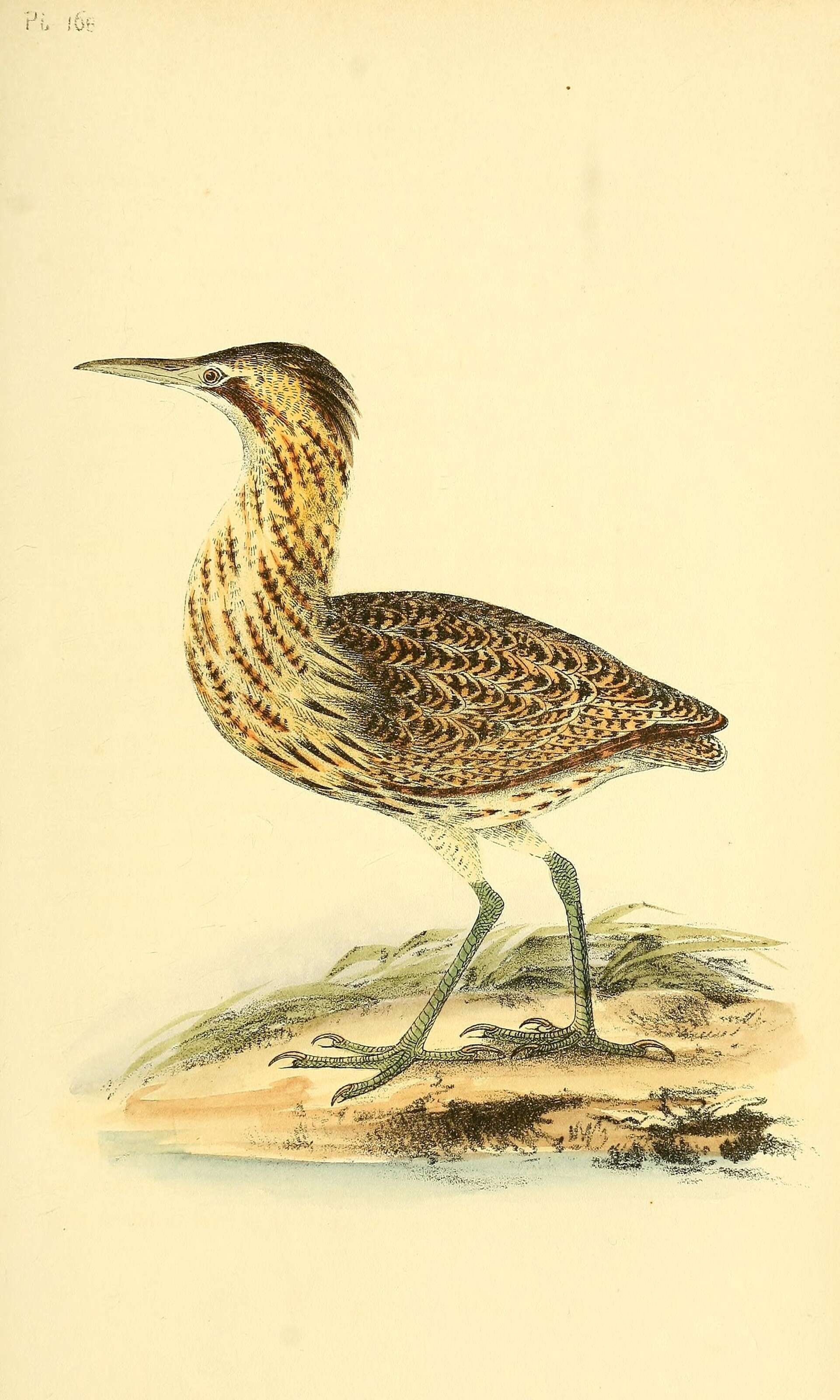 Image of great bittern, bittern