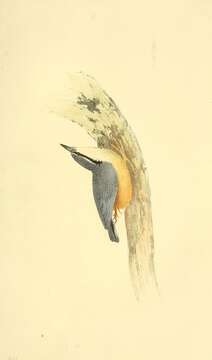 Image of Eurasian Nuthatch