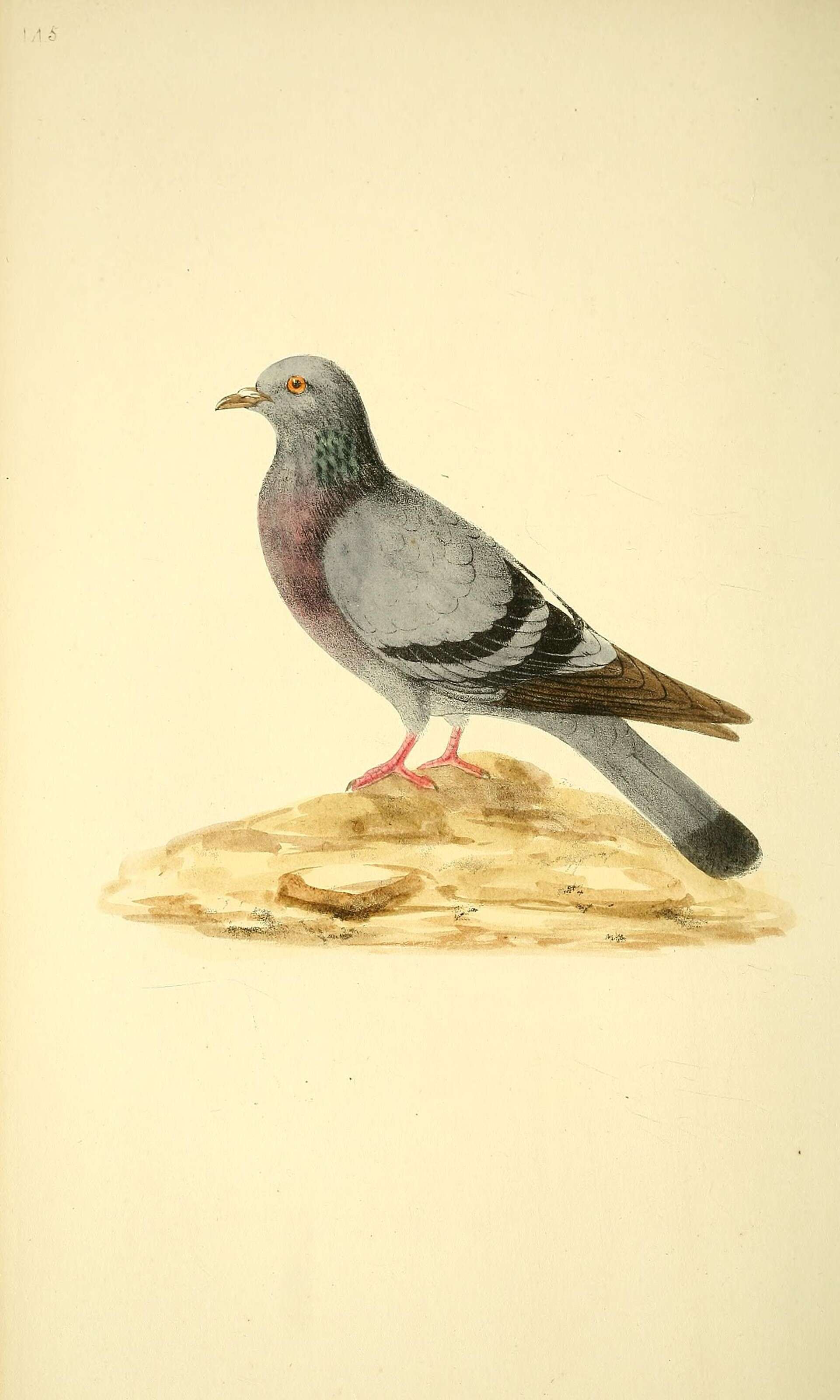 Image of Common Pigeon