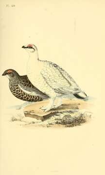 Image of Willow Grouse and Red Grouse