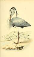 Image of Grey Heron