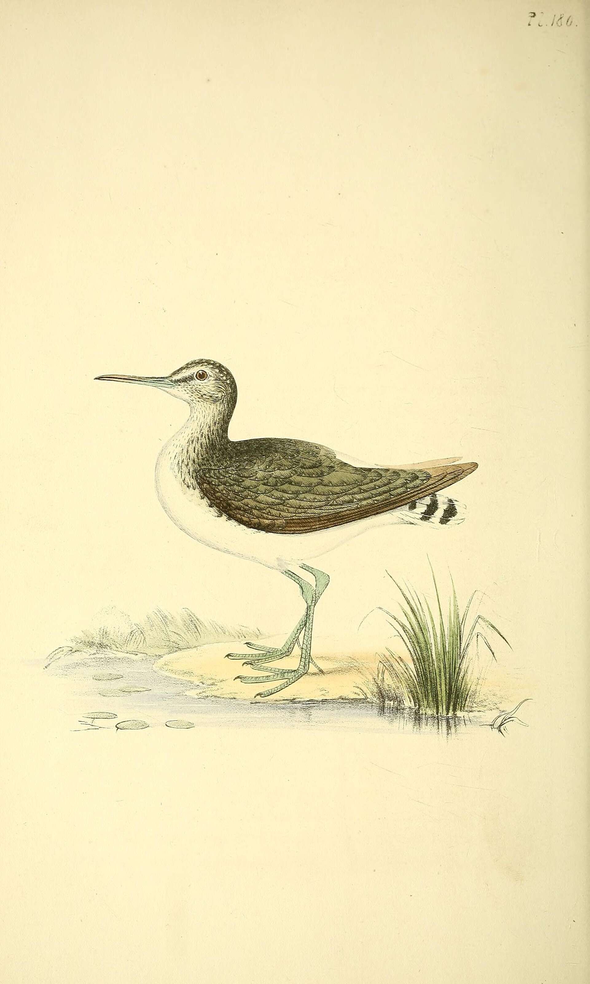 Image of Green Sandpiper