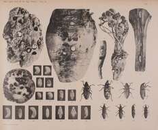 Image of weevils