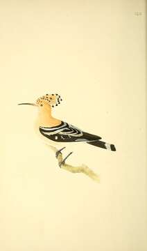 صورة Upupa Linnaeus 1758