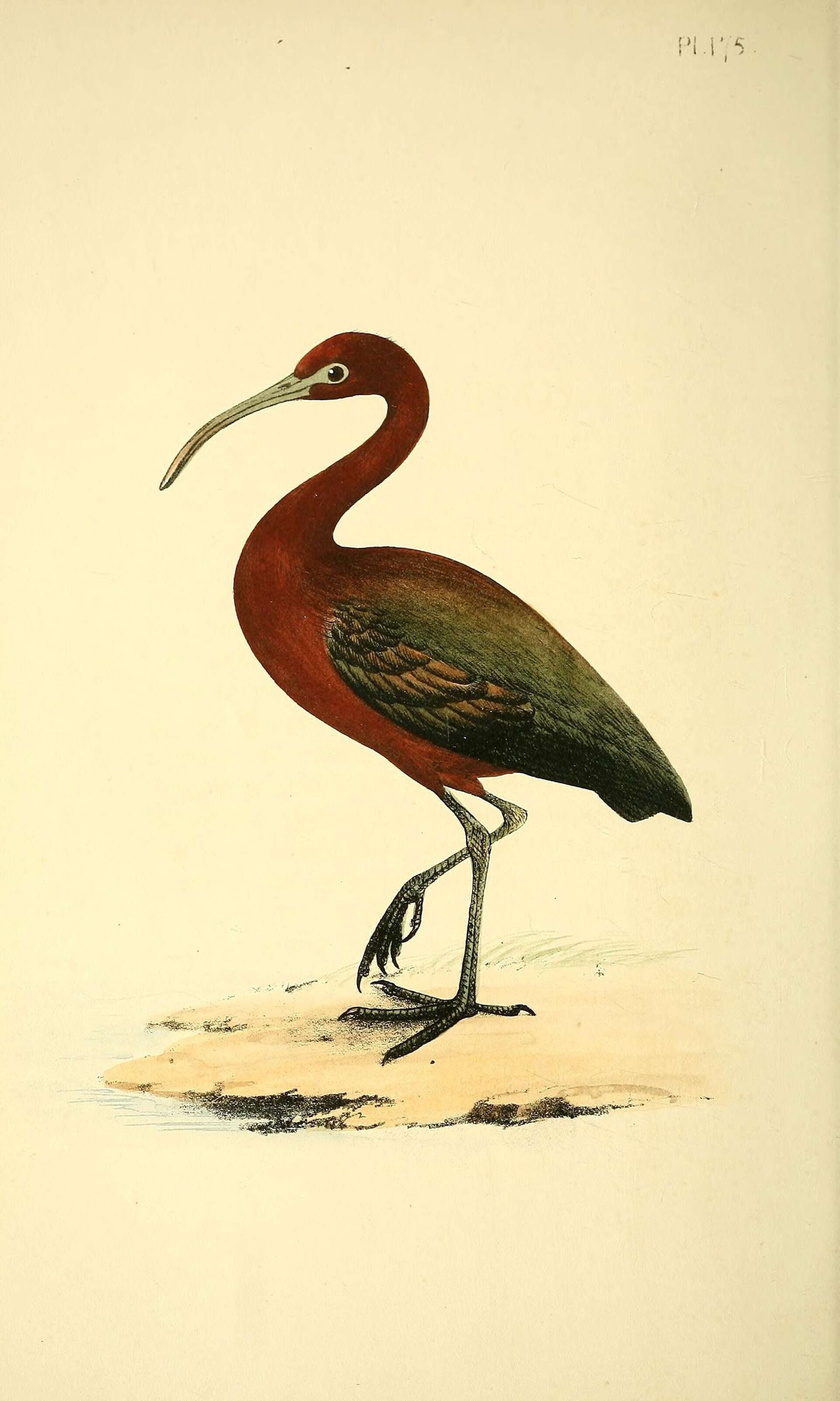 Image of Plegadis Kaup 1829