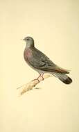 Image of Stock Dove