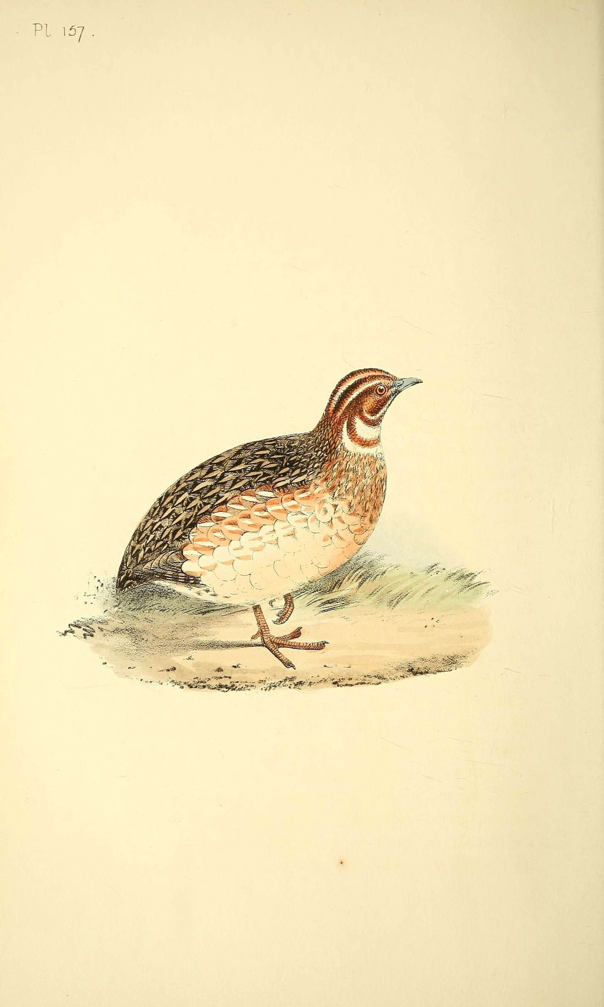 Image of Common Quail